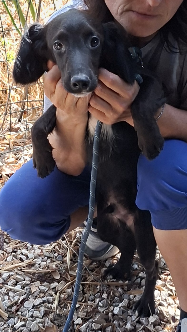 Pip