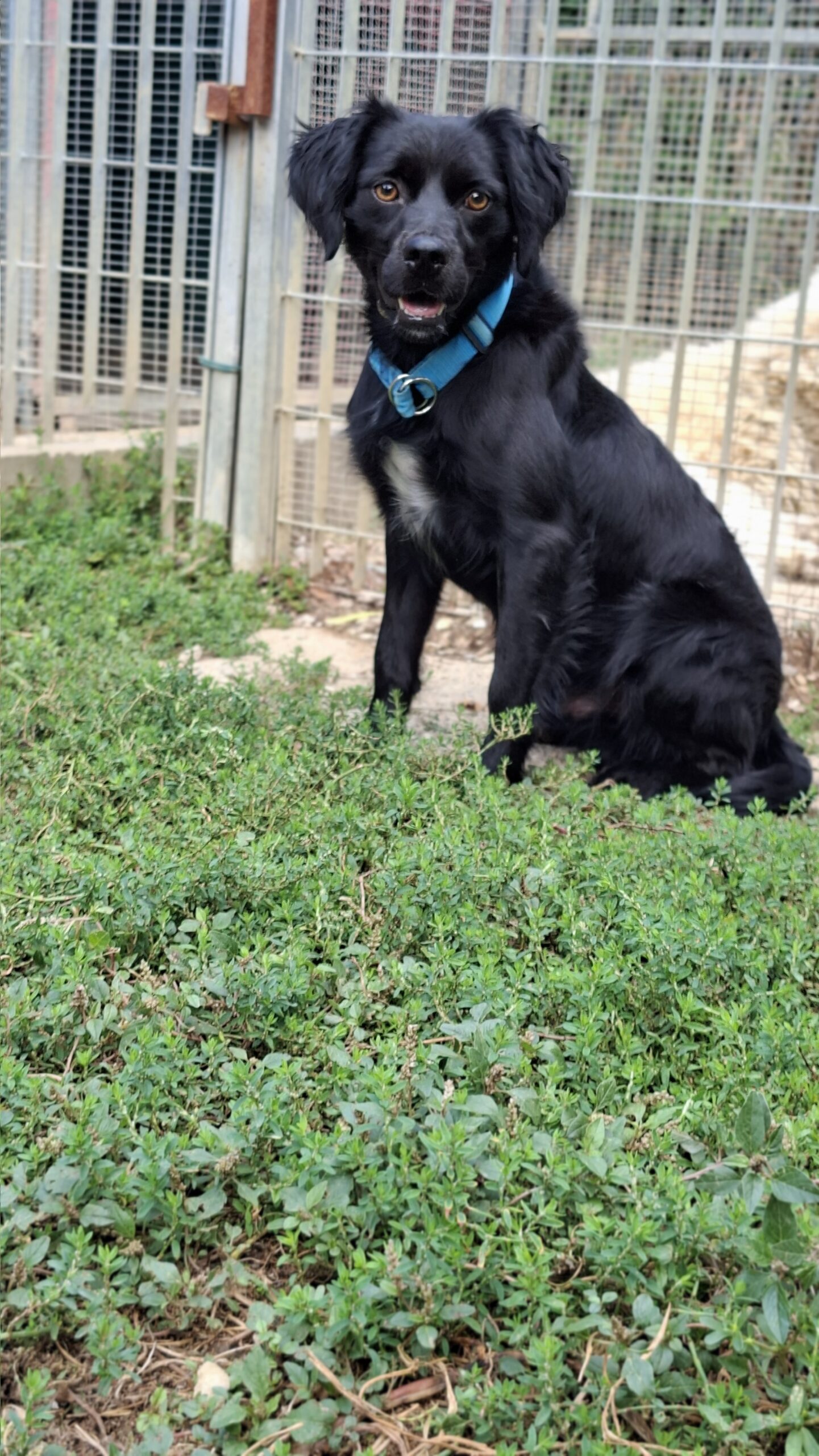 Ares