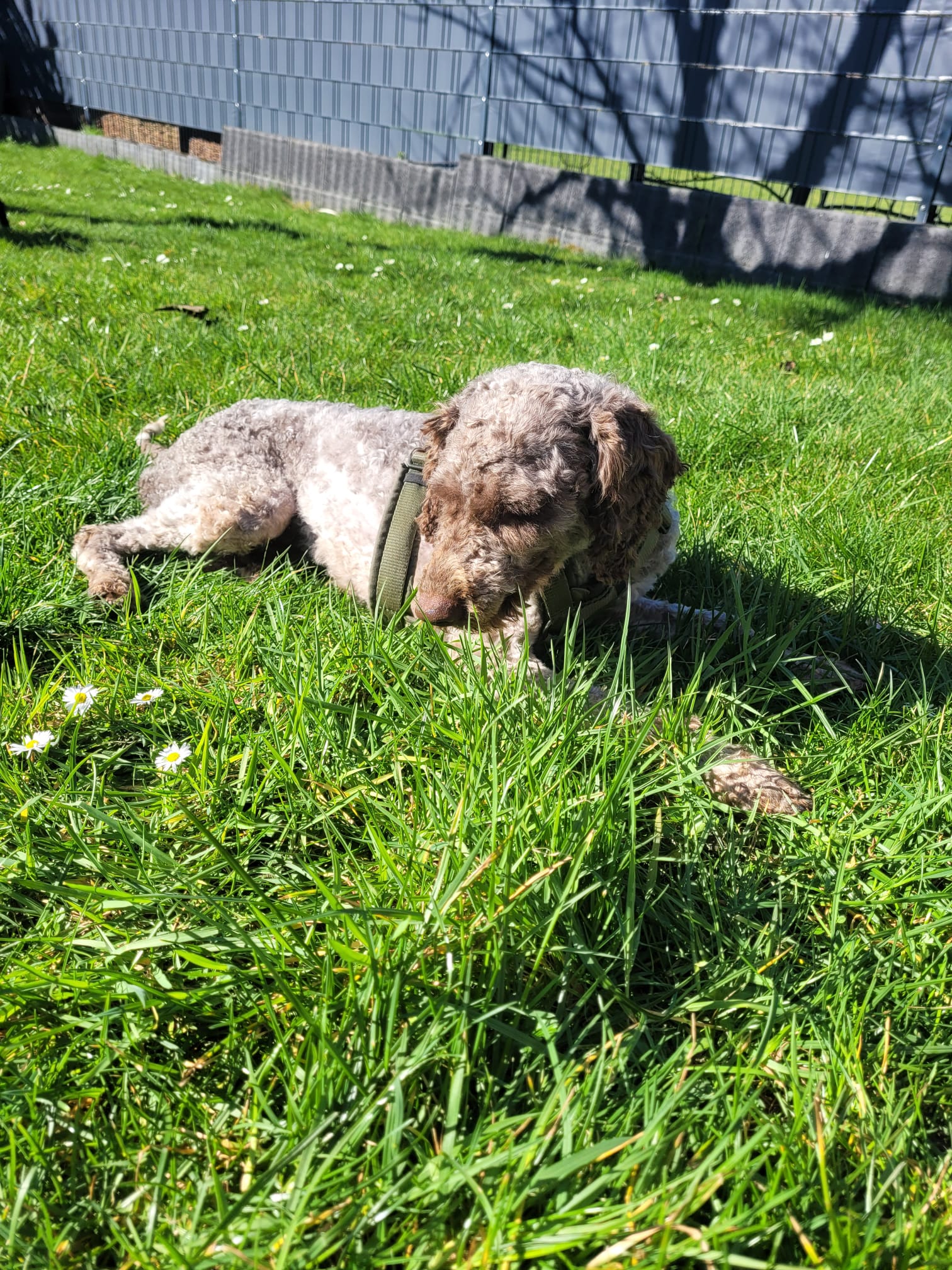 Bimba