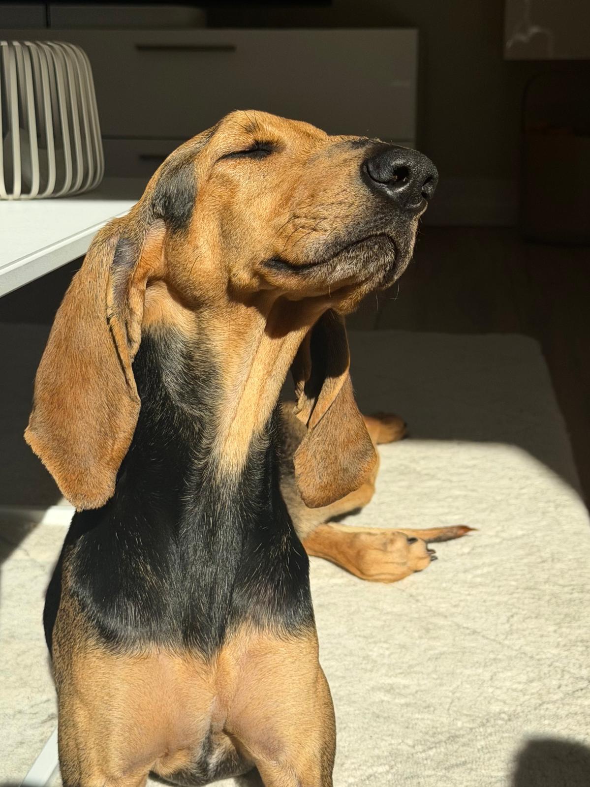 Rosita
