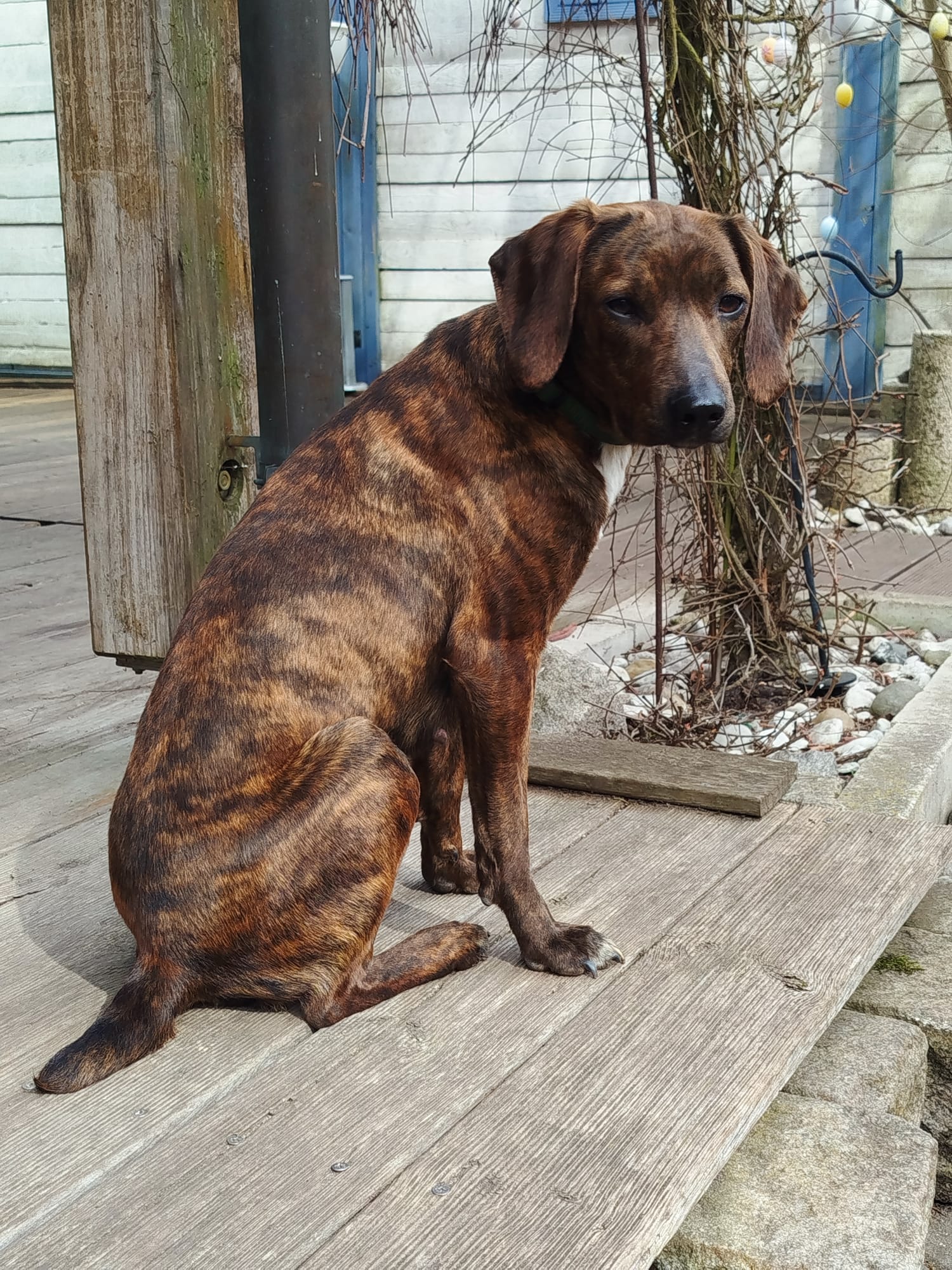 Favola
