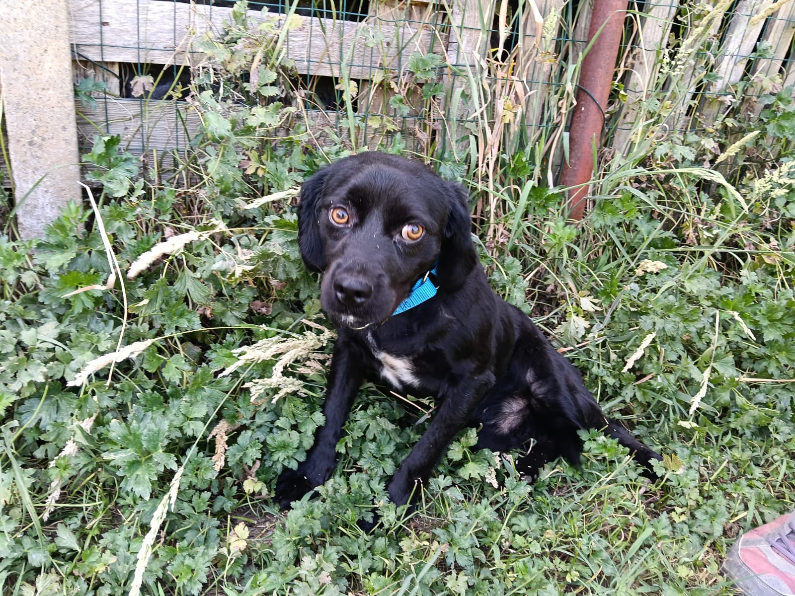Ares