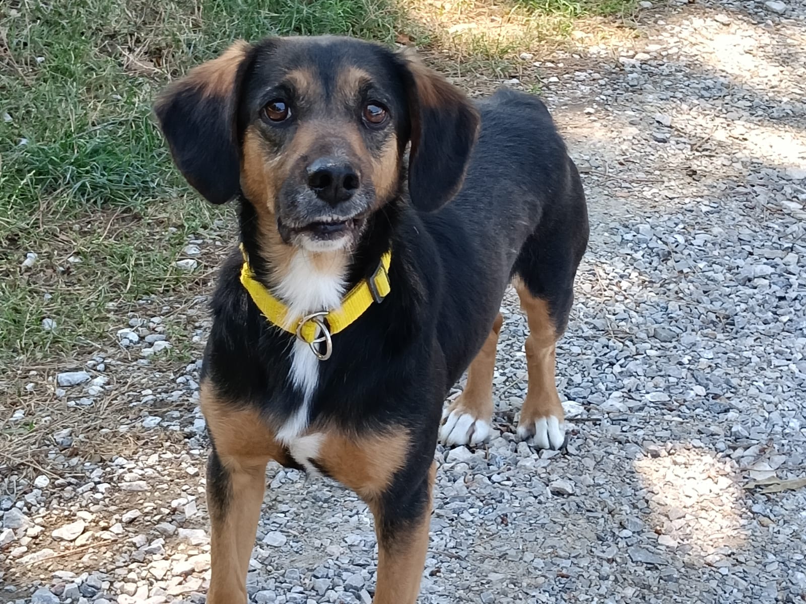 Fonzie