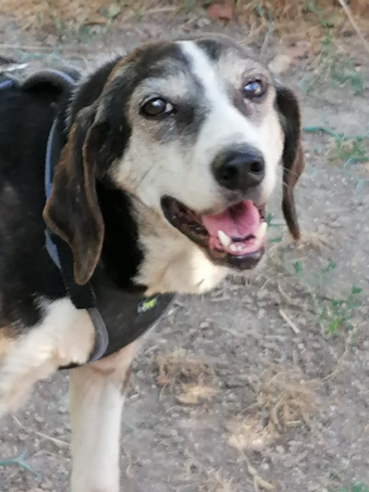 Gemma
