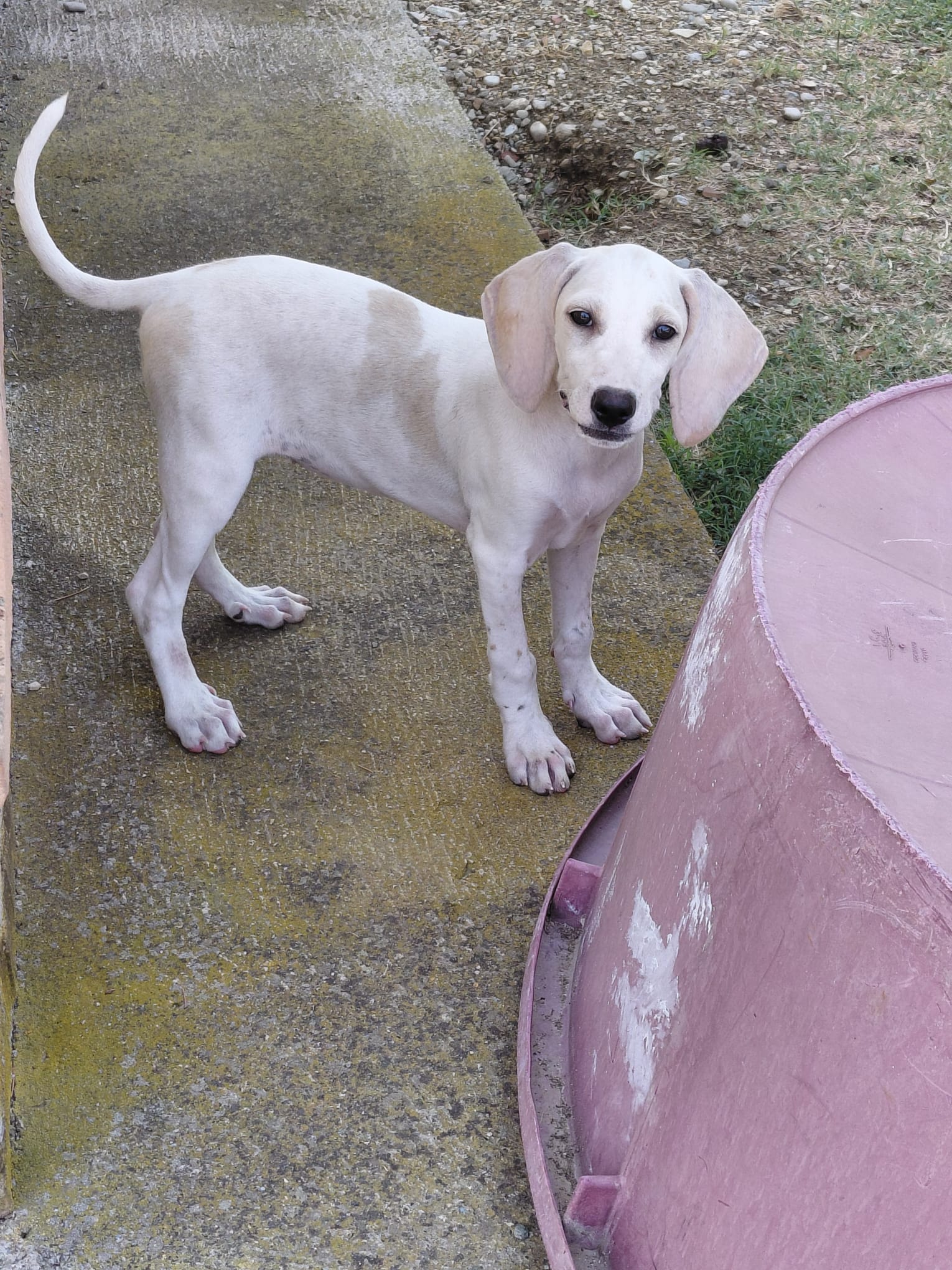 Sadie