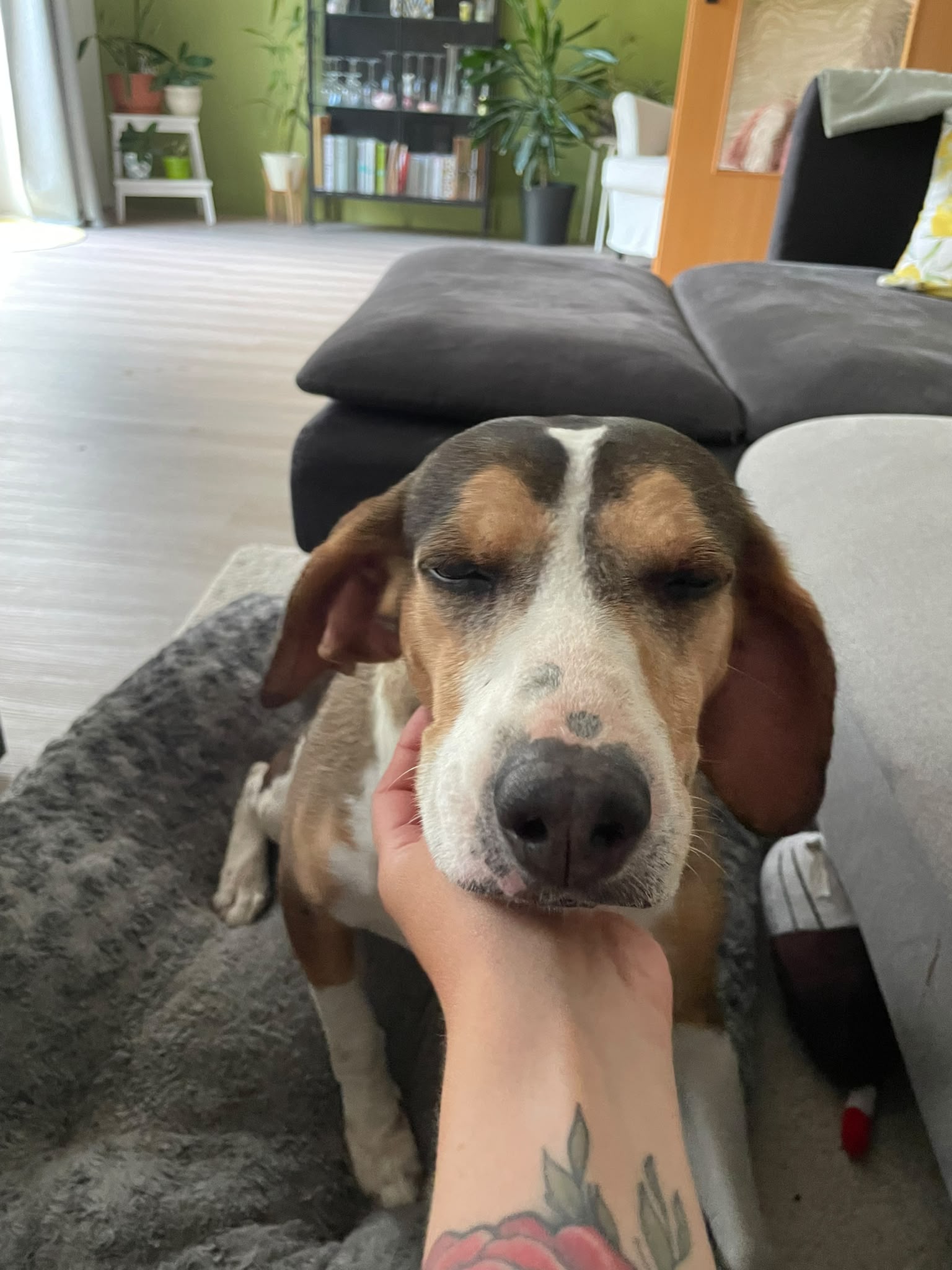 Lilli