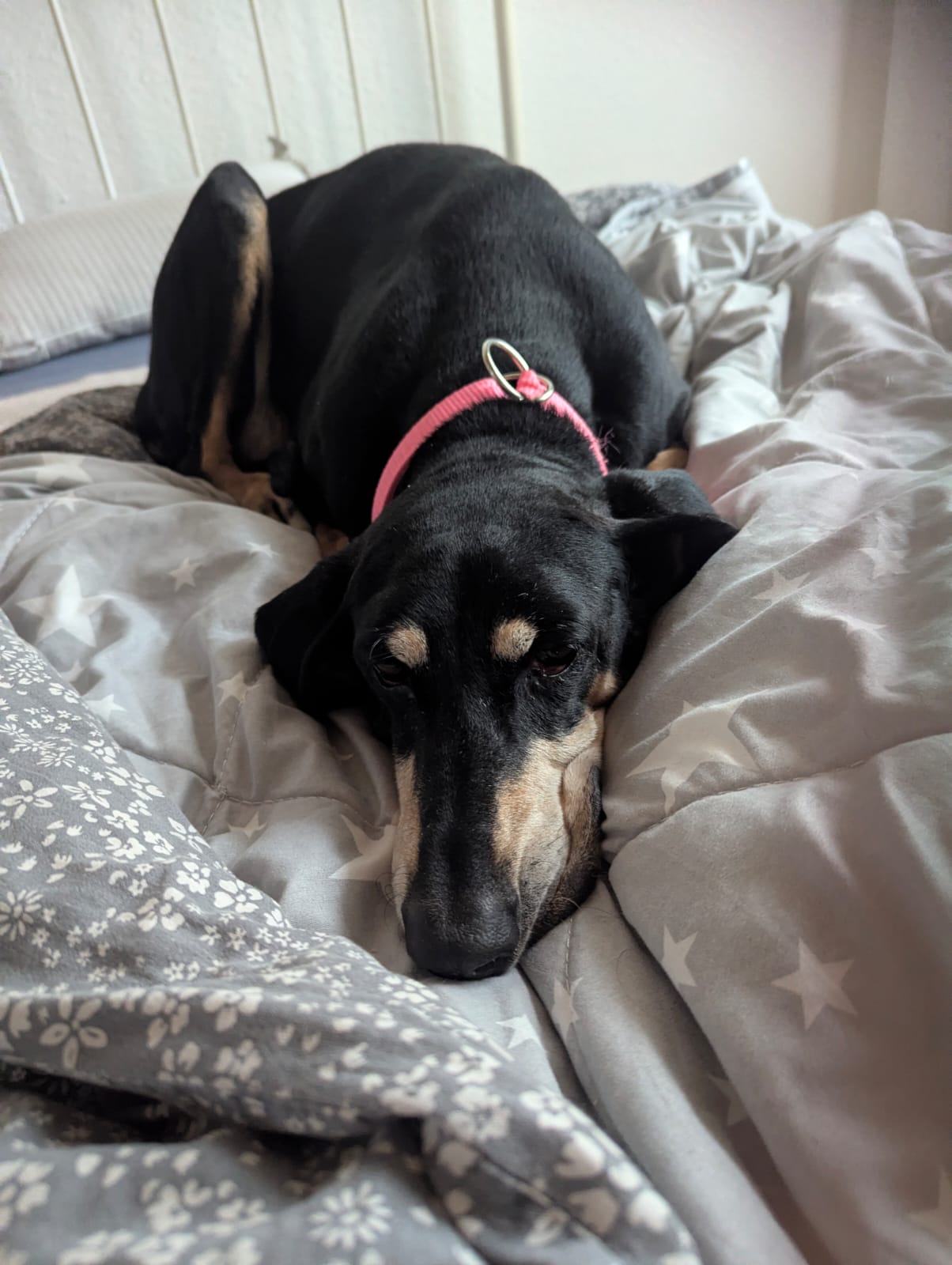Stella