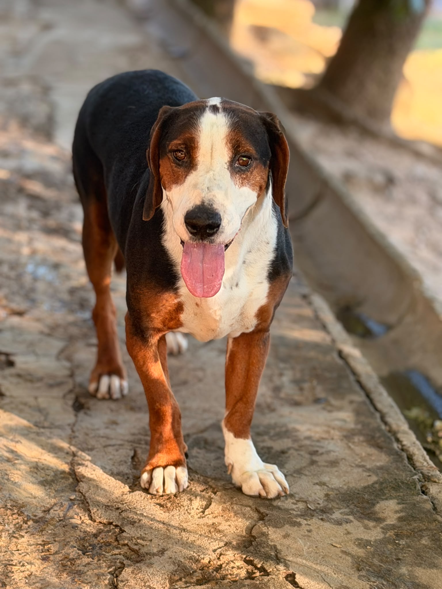 Athos