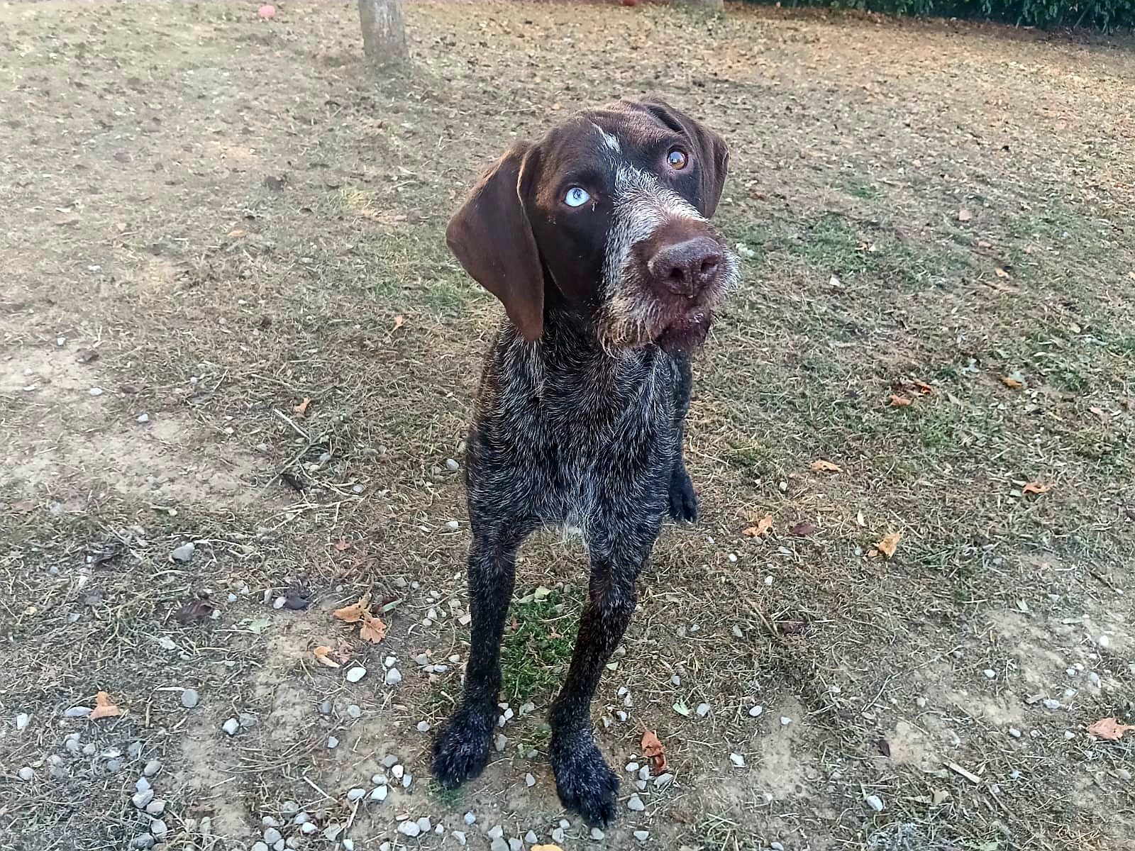 Bowie