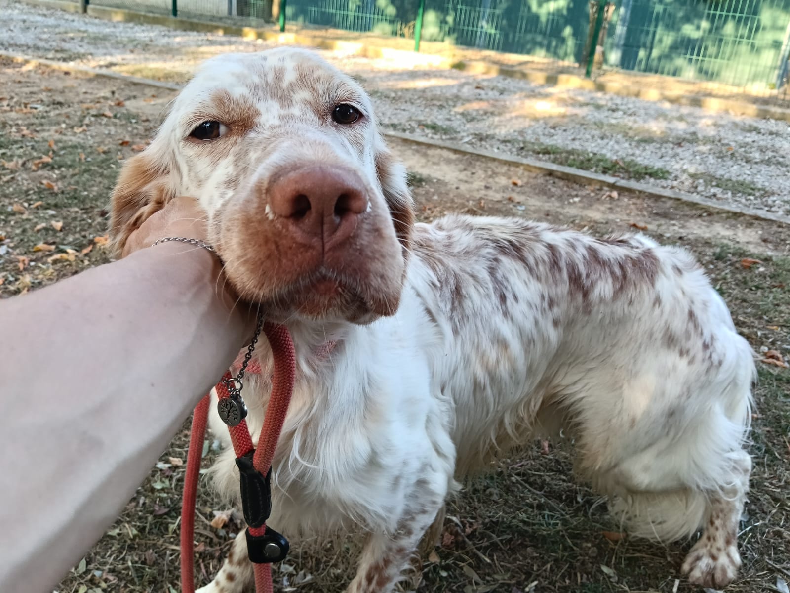 Bosco