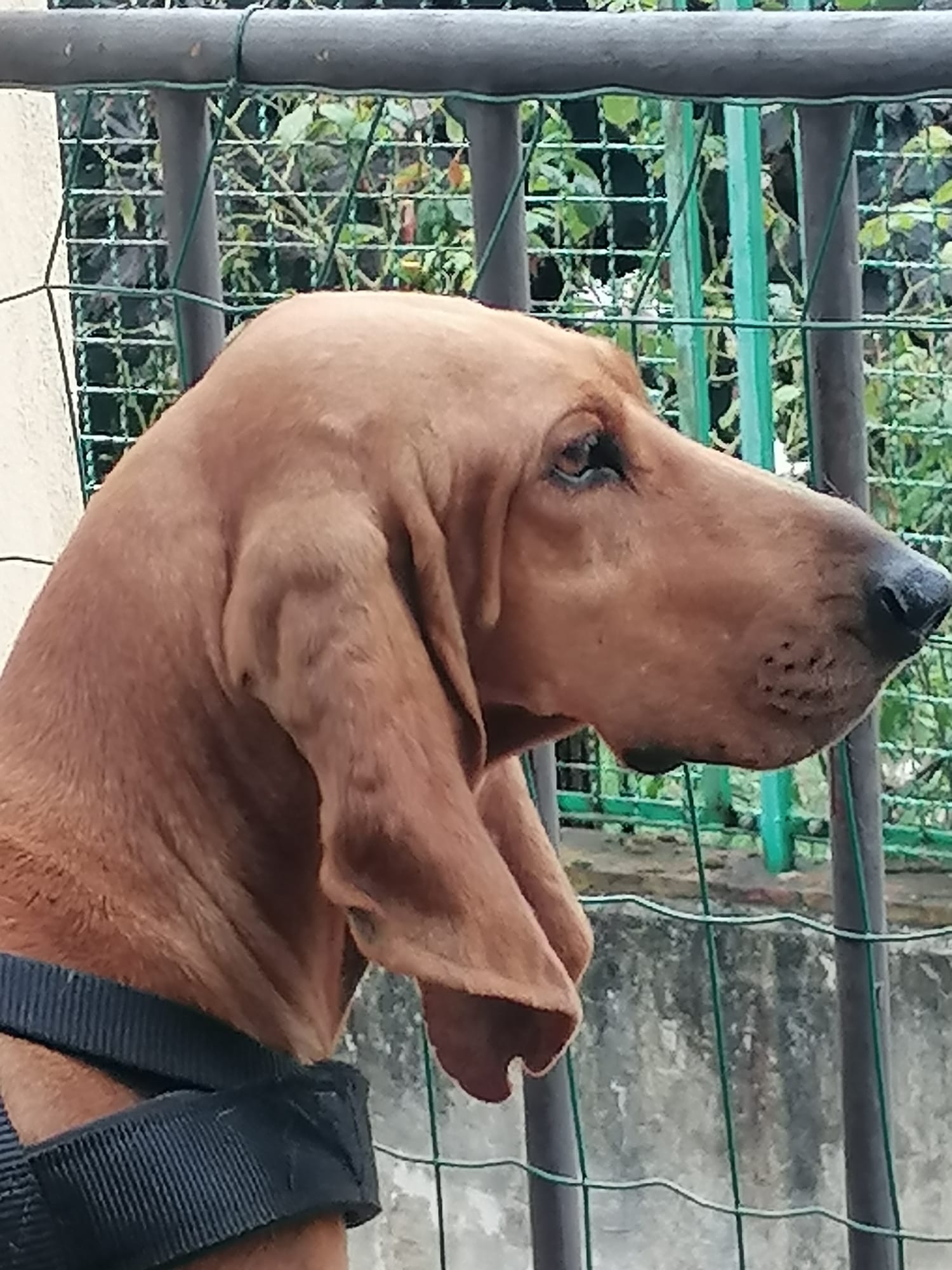 Tosca