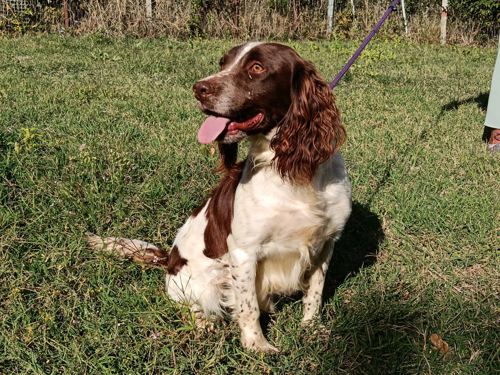 Pippo