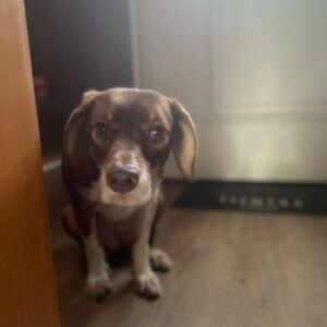 Lulu