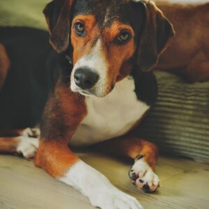 Ciccio