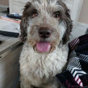 Otto-Lagotto