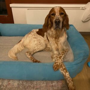 Verna