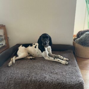 Sofia