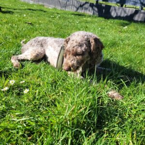 Bimba