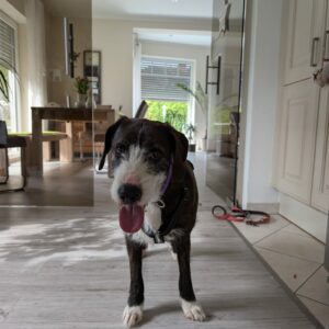 Zorro