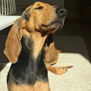 Rosita