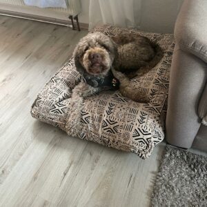 Truffy