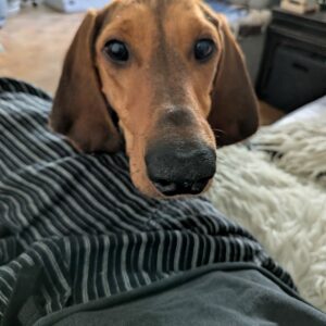 Albus