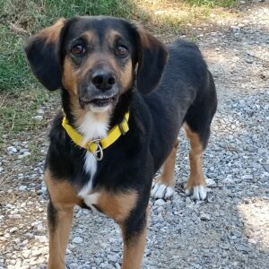 Fonzie