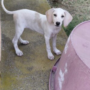 Sadie