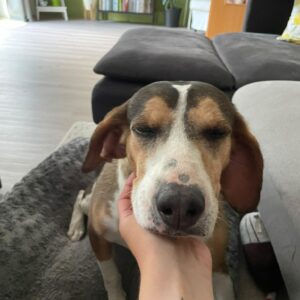 Lilli