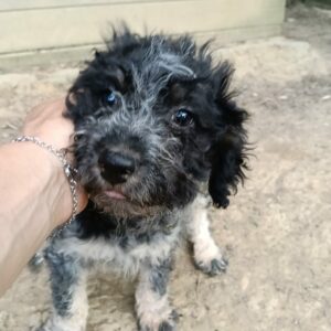 Nilo