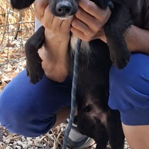 Pip
