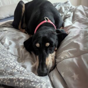Stella