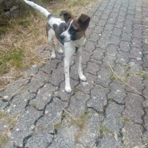Boby
