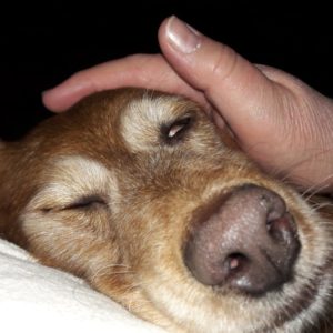Dolly