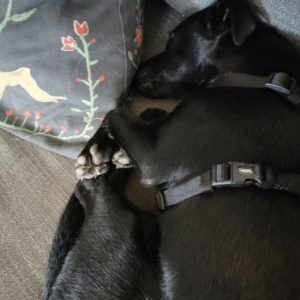 Luca