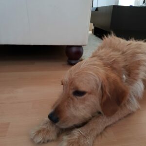 Vento