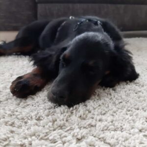 Rufus