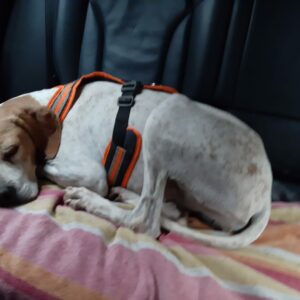 Bimba