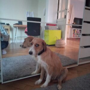 Scila