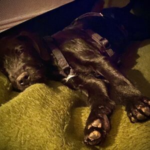 Enzo (Artu)