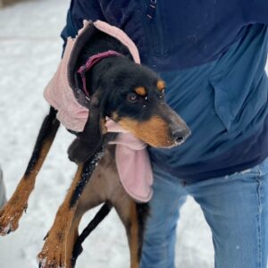 Dora