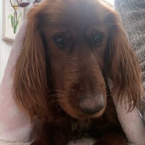 Lilla