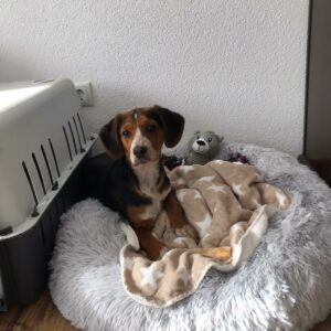 Bruno