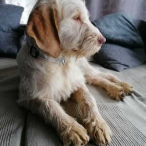 Mimi