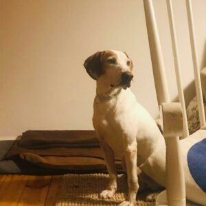Remo