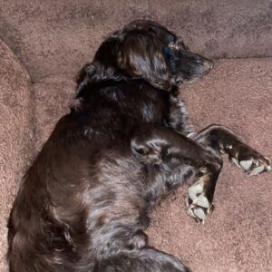 Brutus