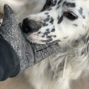 Dolce