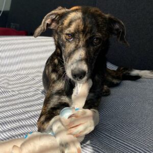 Dina