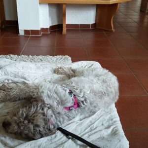 Carlotta