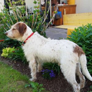 Pisello